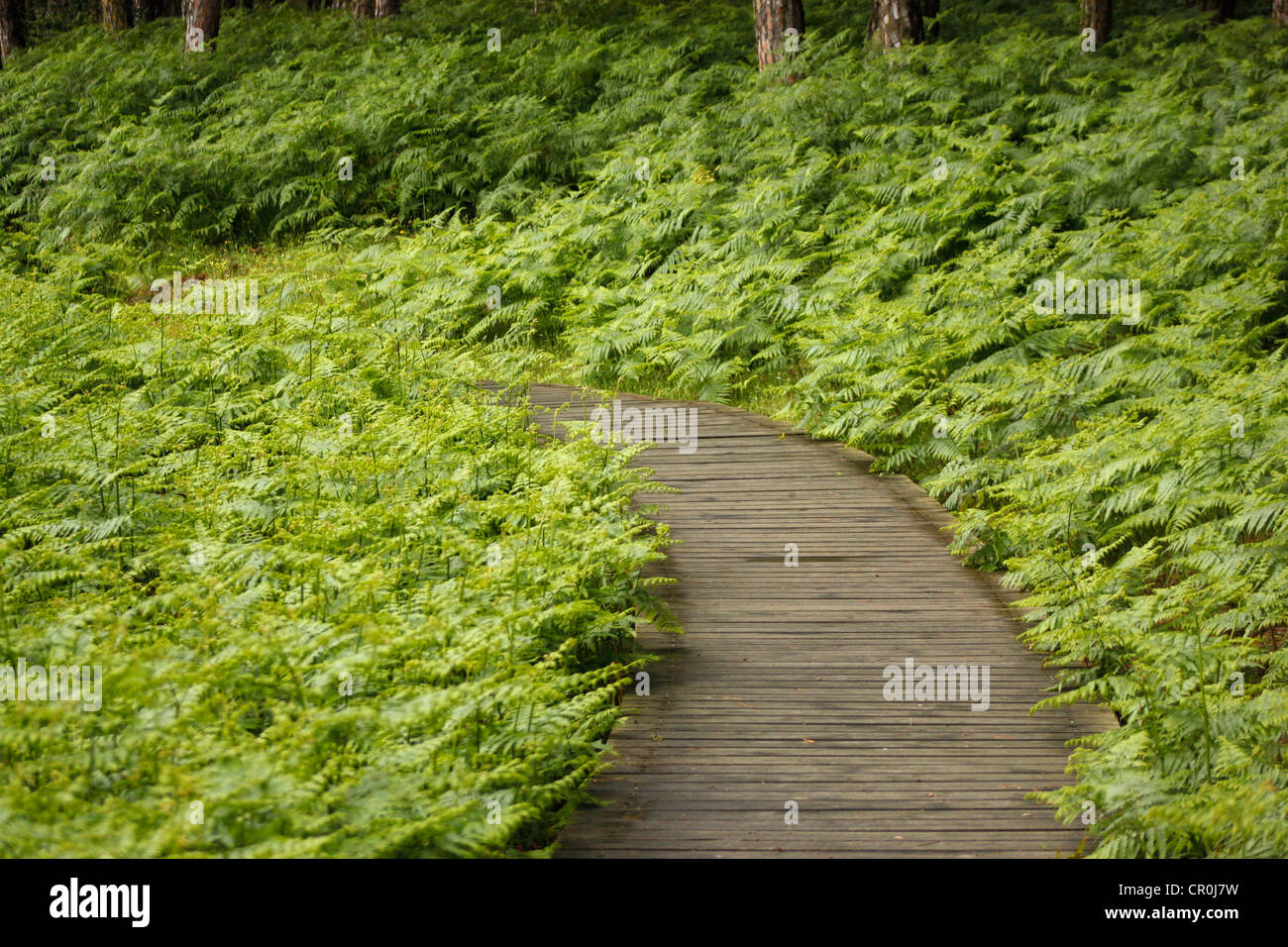 Nassen Trail im Nationalpark Donana, Provinz Huelva, Andalusien, Spanien Stockfoto