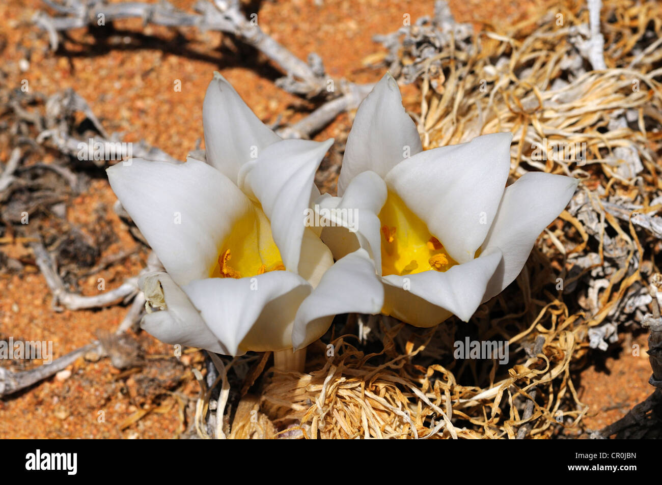 Kukumakranka (Gethyllis Namaquensis), Goegap Nature Reserve, Namaqualand, Südafrika, Afrika Stockfoto