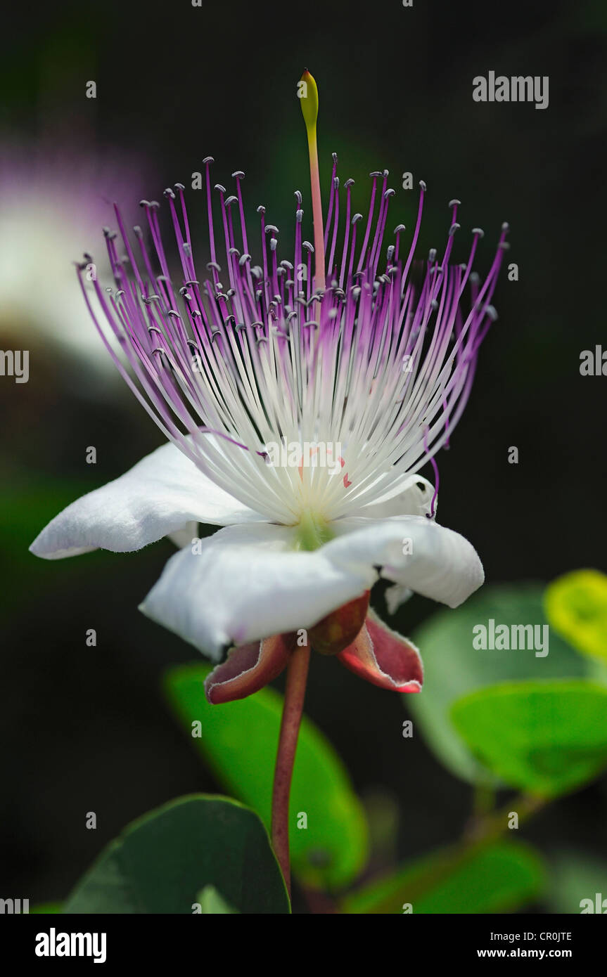 Bush Kapern (Capparis Spinosa), Blume, Europa Stockfoto