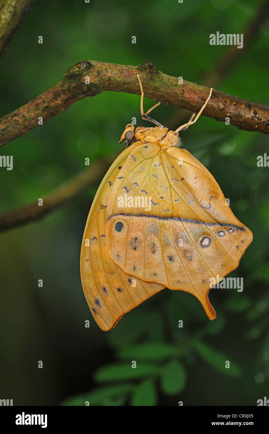 Autumnleaf oder Leafwing Schmetterling (Doleschallia Bisaltide), imitiert ein totes Blatt als Tarnung, gefunden in Asien und Australien Stockfoto
