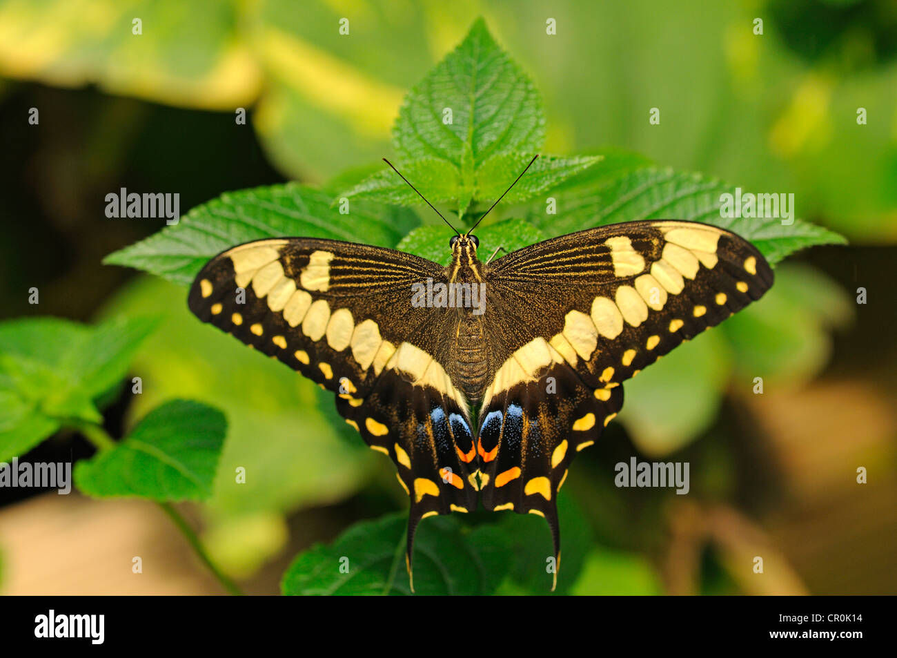 Gemeinsamen Lime Butterfly oder Citrus Schwalbenschwanz (Papilio Demoleus), Tropischer Schmetterling, Australien Stockfoto