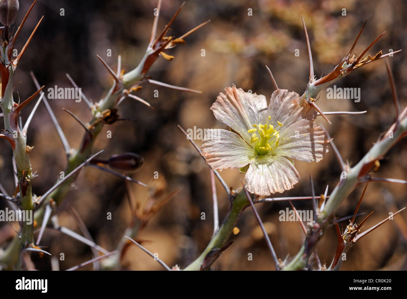 Bushman Kerze (Sarcocaulon Herrei), Goegap Nature Reserve, Namaqualand, Südafrika, Afrika Stockfoto