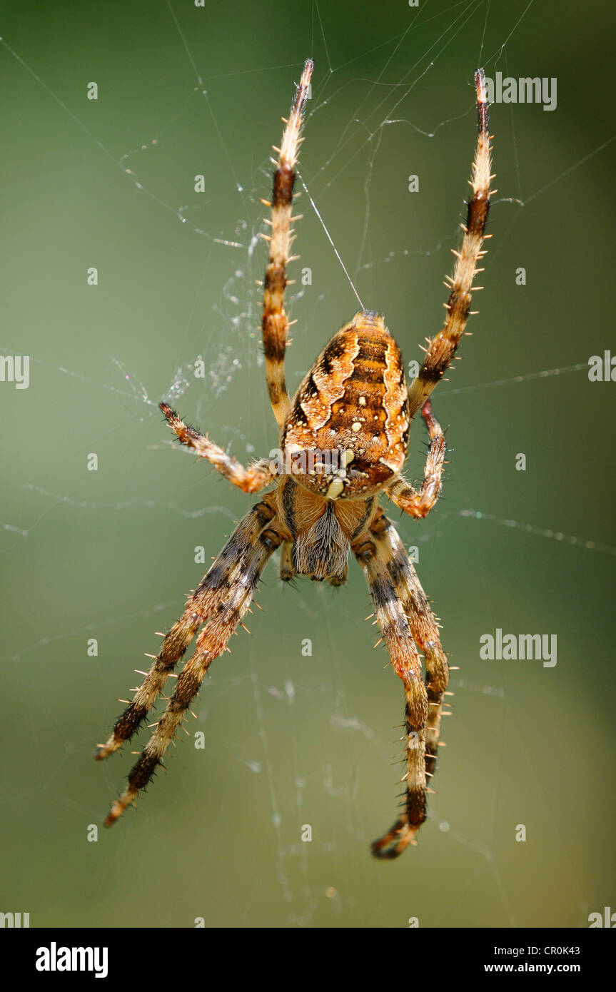 DIAdem-Spinne, Cross-Spinne, Europäische Gartenkreuzspinne (Araneus Diadematus), Lebensraum Europa Stockfoto