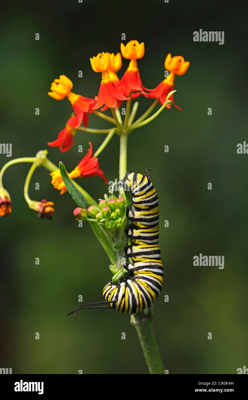 Caterpillar ein Monarchfalter (Danaus Plexippus), Essen Blütenknospen des mexikanischen Butterfly Weed (Asclepias Curassavica) Stockfoto