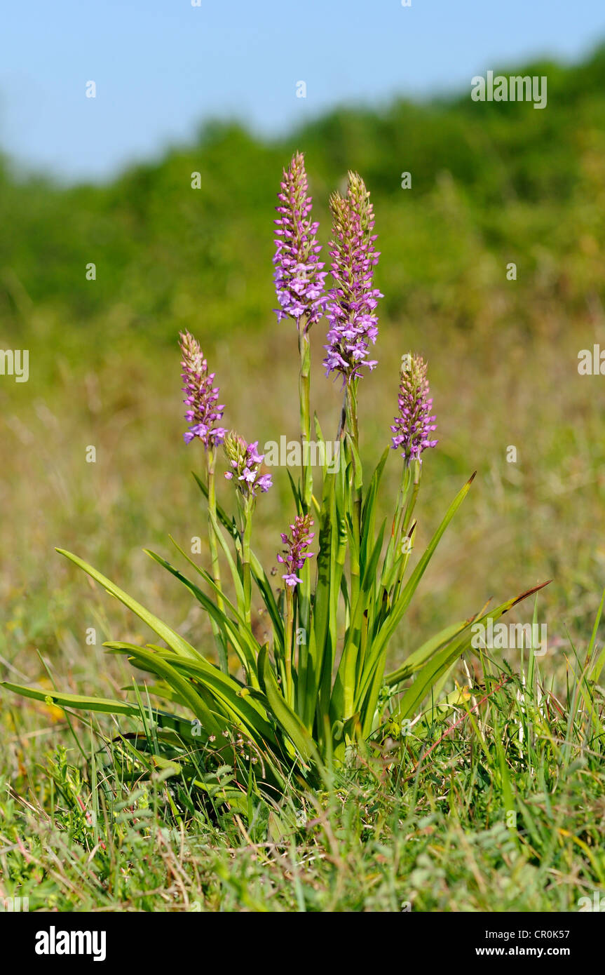 Duftende Orchidee (Gymnadenia Conopsea), terrestrische Orchidee, Eifel, Deutschland, Europa Stockfoto