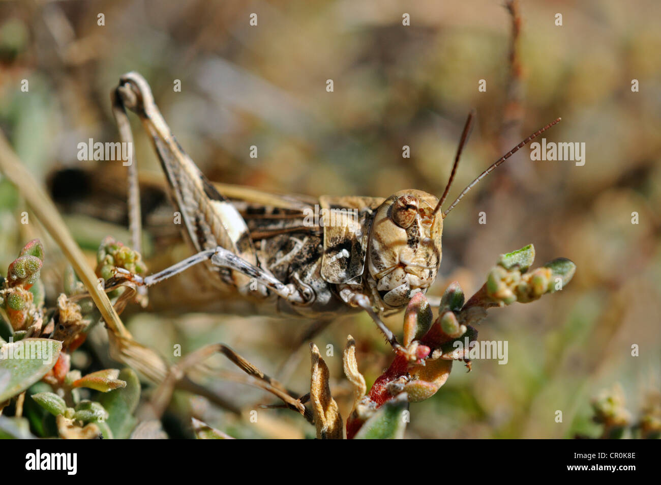 Oedaleus, Feld-Grashüpfer Arten (Feldheuschrecken), Nieuwoudtville, Hantam, Südafrika, Afrika Stockfoto