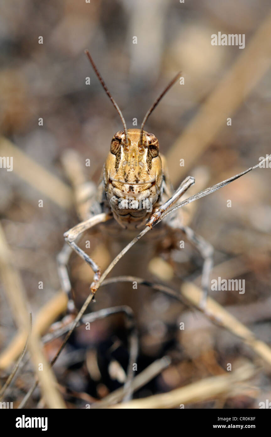 Oedaleus, Feld-Grashüpfer Arten (Feldheuschrecken), Nieuwoudtville, Hantam, Südafrika, Afrika Stockfoto