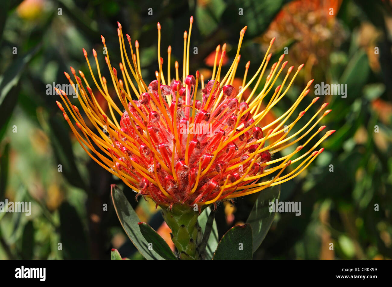 Flowering Pincushion Protea Leucospermum Stockfotos & Flowering
