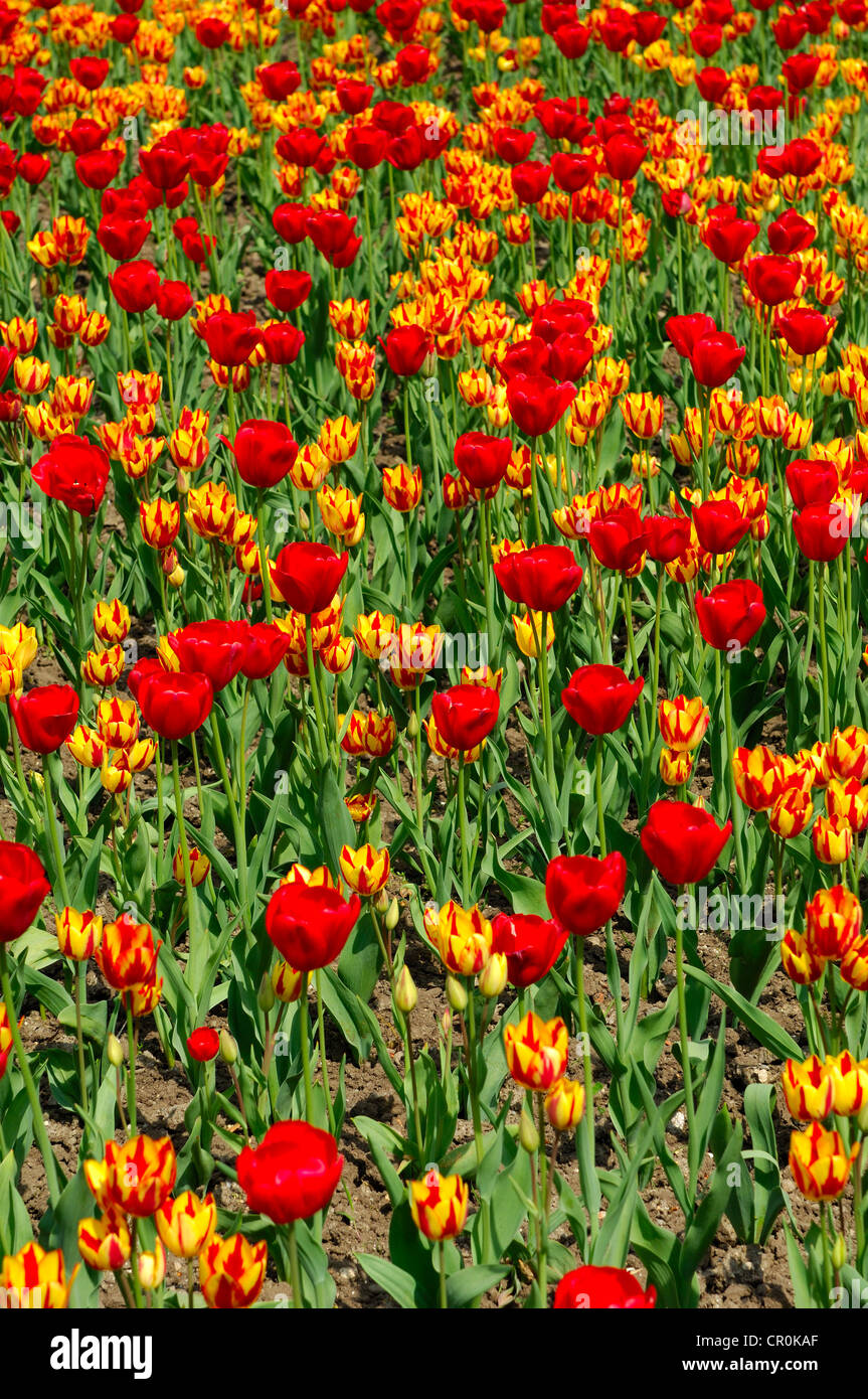 Blumenbeet mit Tulpen rot Gorgette und Farbspiel Sorten, holländische Tulpen (Tulipa) Stockfoto