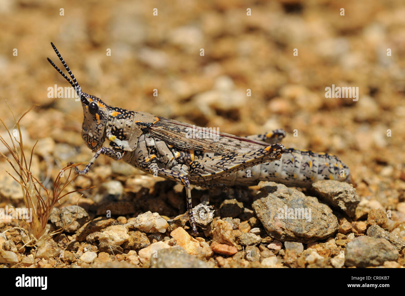 Ochrophlebia, unter der Leitung von Kegel Grasshopper (Pyrgomorphidae), Goegap Nature Reserve, Namaqualand, Südafrika, Afrika Stockfoto