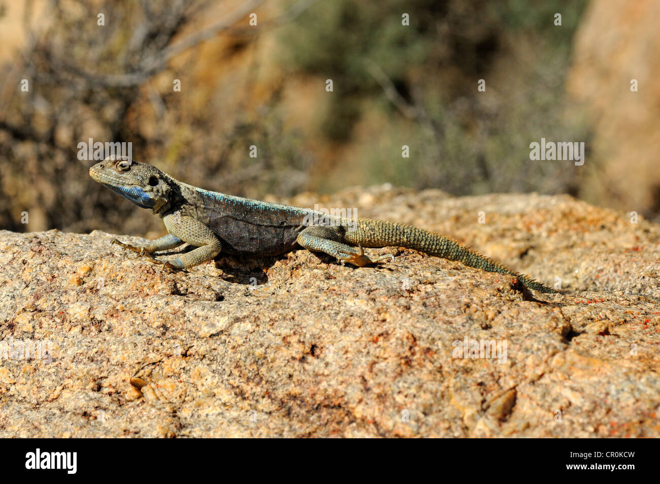 Southern Rock oder Knobel Agama (Agama Atra Knobeli), Männchen, Goegap Nature Reserve, Namaqualand, Südafrika, Afrika Stockfoto