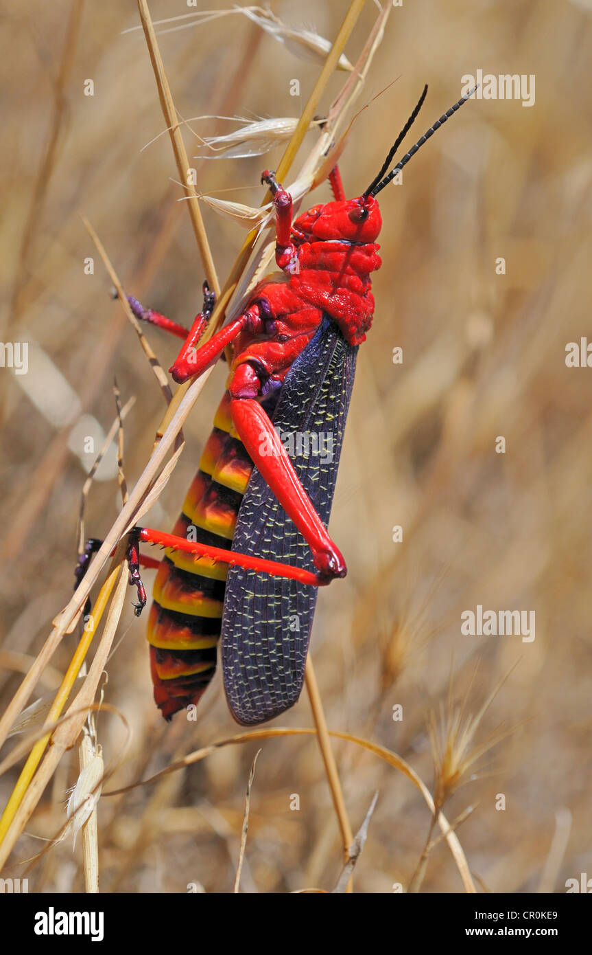 Wolfsmilch Grasshopper (Phymateus Morbillosus), mit auffallend leuchtenden Farben zur Abschreckung der Feinde, Nature Reserve, Namaqualand Stockfoto