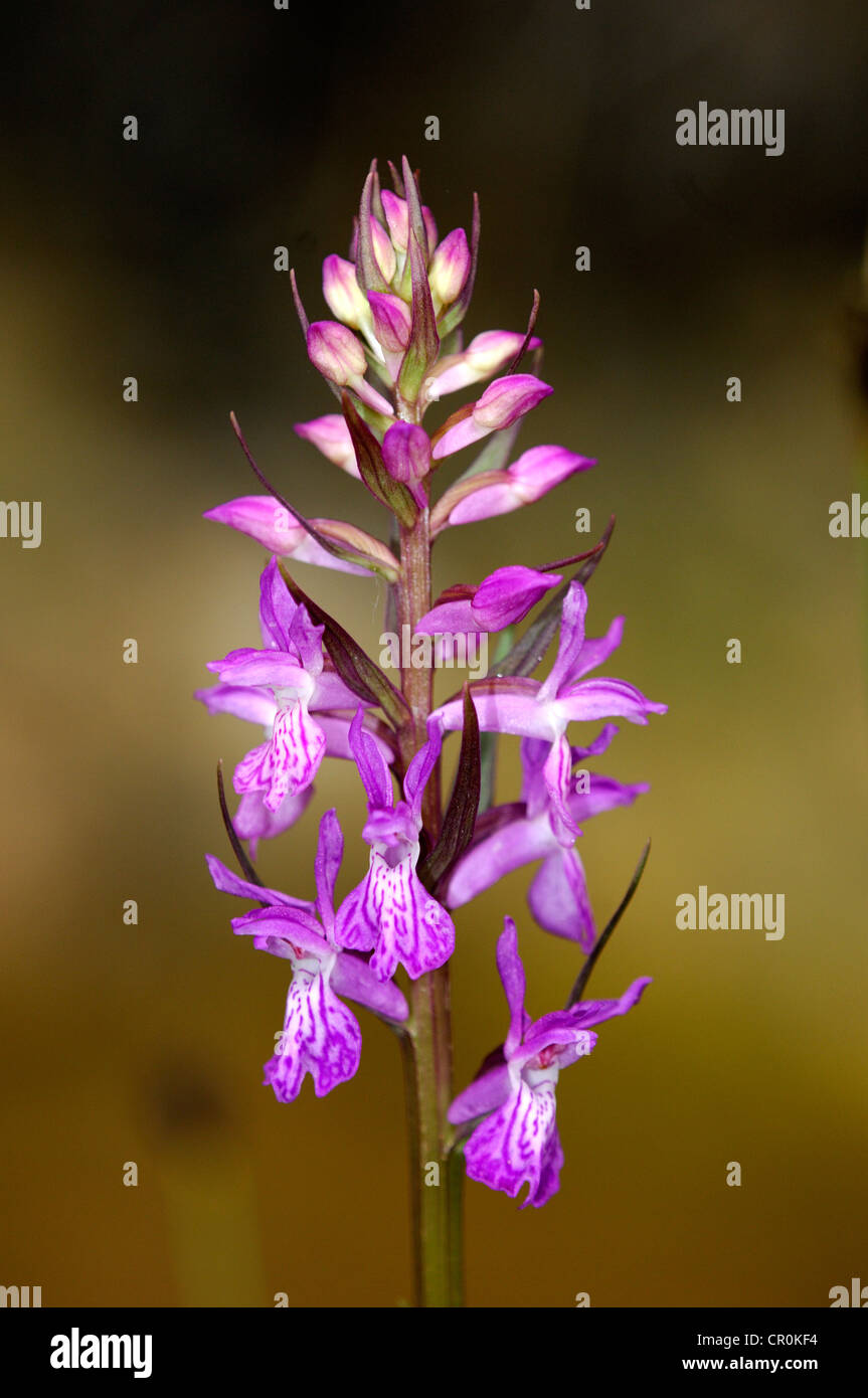 Robuste Knabenkraut (Dactylorhiza Elata) Stockfoto