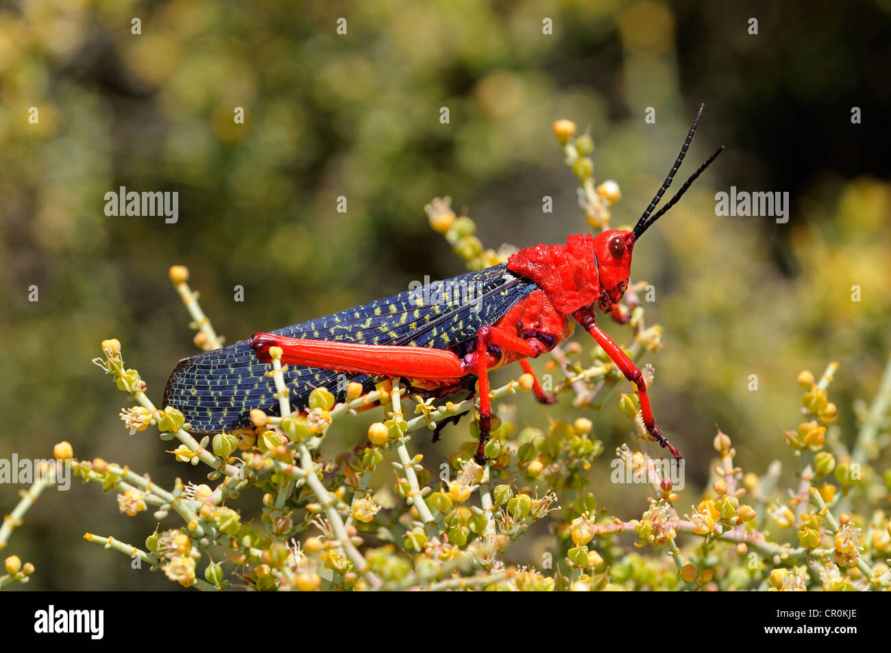 Wolfsmilch Grasshopper (Phymateus Morbillosus), mit auffallend leuchtenden Farben zur Abschreckung der Feinde, Nature Reserve, Namaqualand Stockfoto