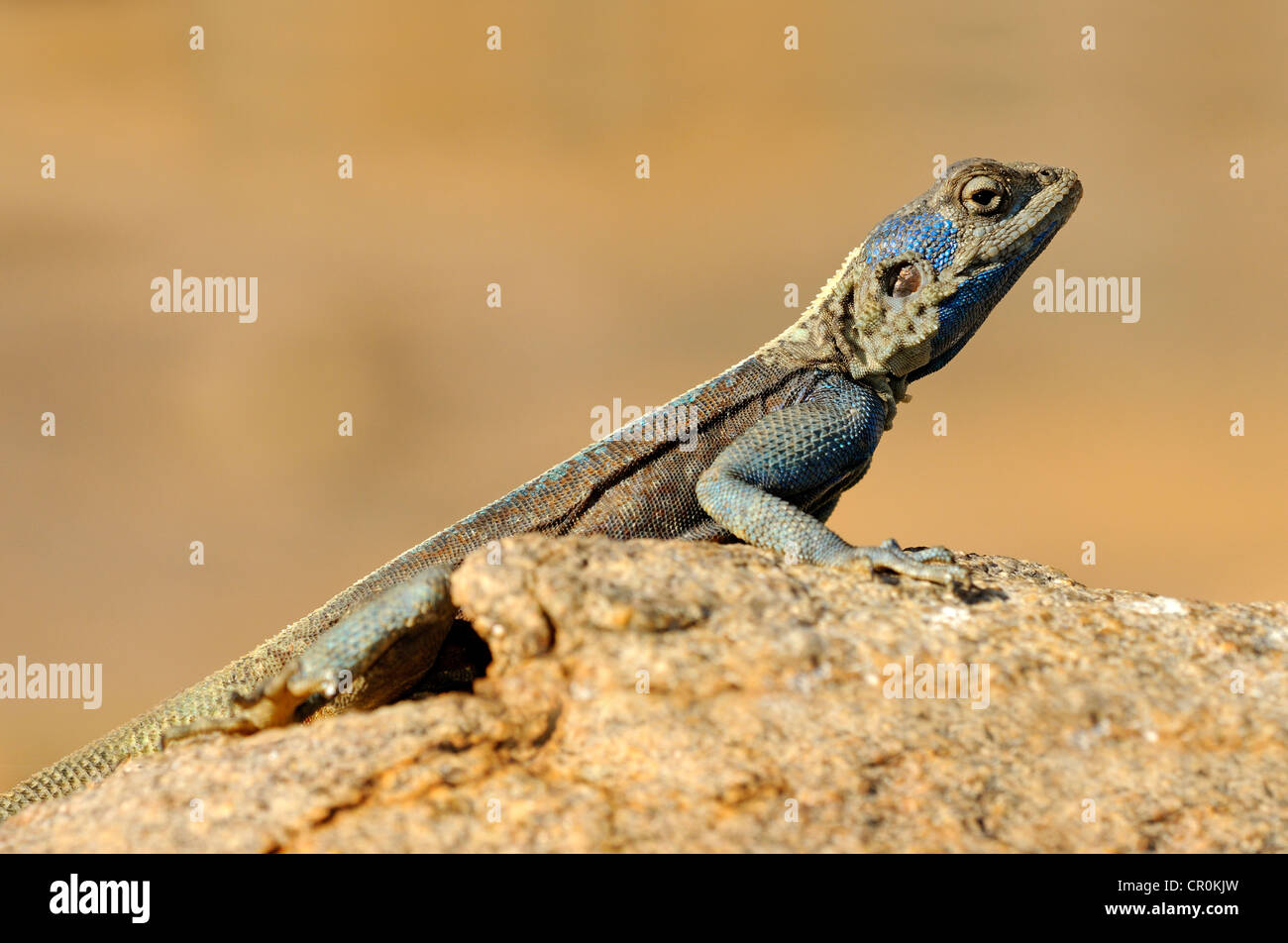 Southern Rock Agama, Knobel Agama (Agama Atra), Männchen, Goegap Nature Reserve, Namaqualand, Südafrika, Afrika Stockfoto