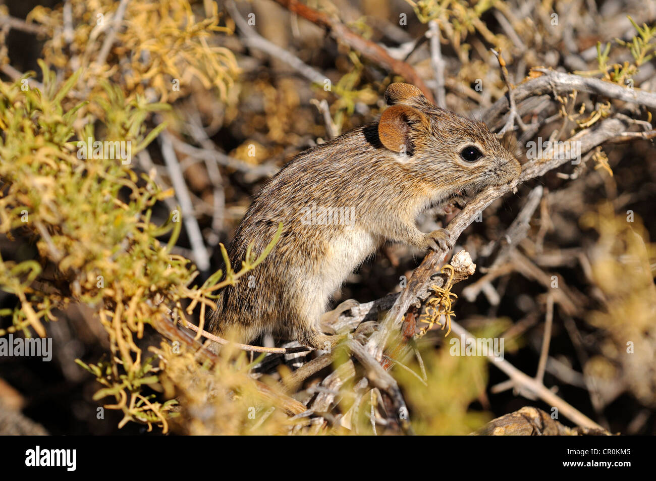 Vier-gestreiften Rasen Maus oder vier-gestreiften Rasen Ratte (Rhabdomys Pumilio), in seinem natürlichen Lebensraum, Nature Reserve, Namaqualand Stockfoto