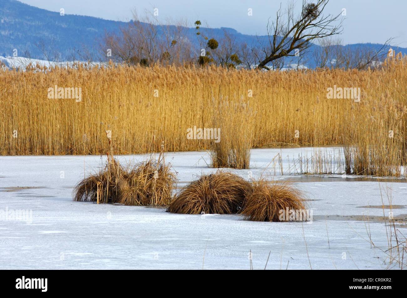 Schilfgürtel in der Nähe des eisigen Ufer des Neuenburger Sees Lake in der Nähe von Yverdon-Les-Bains, Pays de Vaud Kanton, Schweiz, Europa Stockfoto