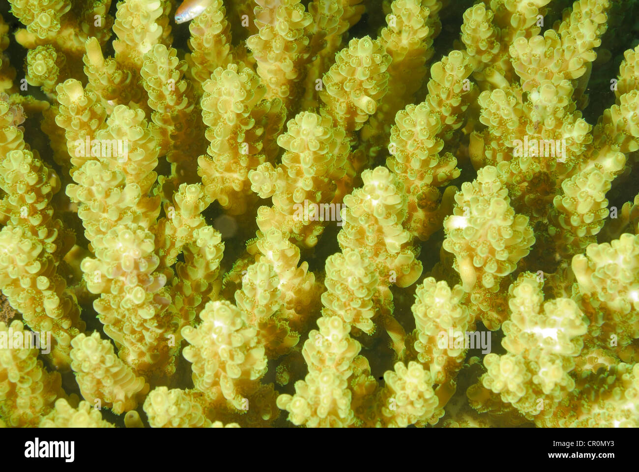Harten Korallen Acropora SP., Sclactinia Indo-Pazifischen Ozean, Bali, Tulamben, Indonesien, Asien Stockfoto
