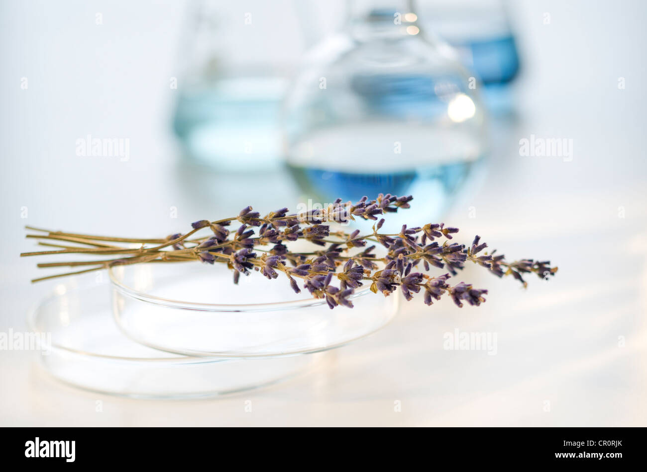 Lavendel im Labor Stockfoto