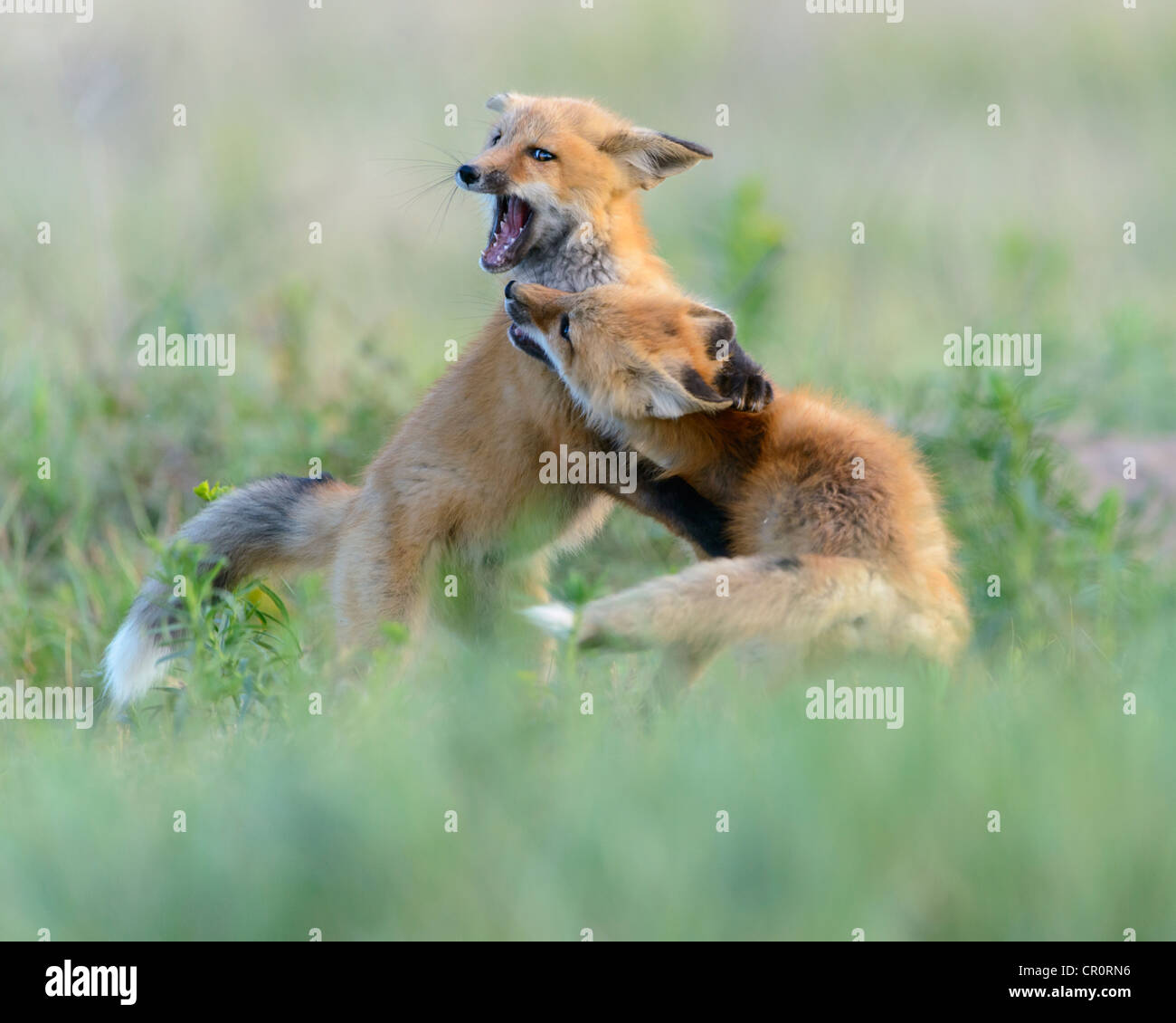 Zwei junge Rotfuchs Kits im Spiel, Missoula, Montana Stockfoto