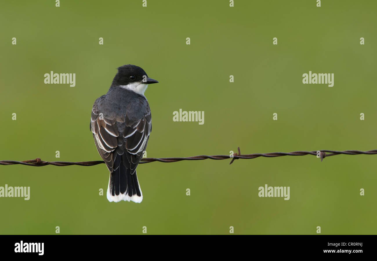 Östlichen Kingbird (Tyrannus Tyrannus), National Bison Range, Montana Stockfoto