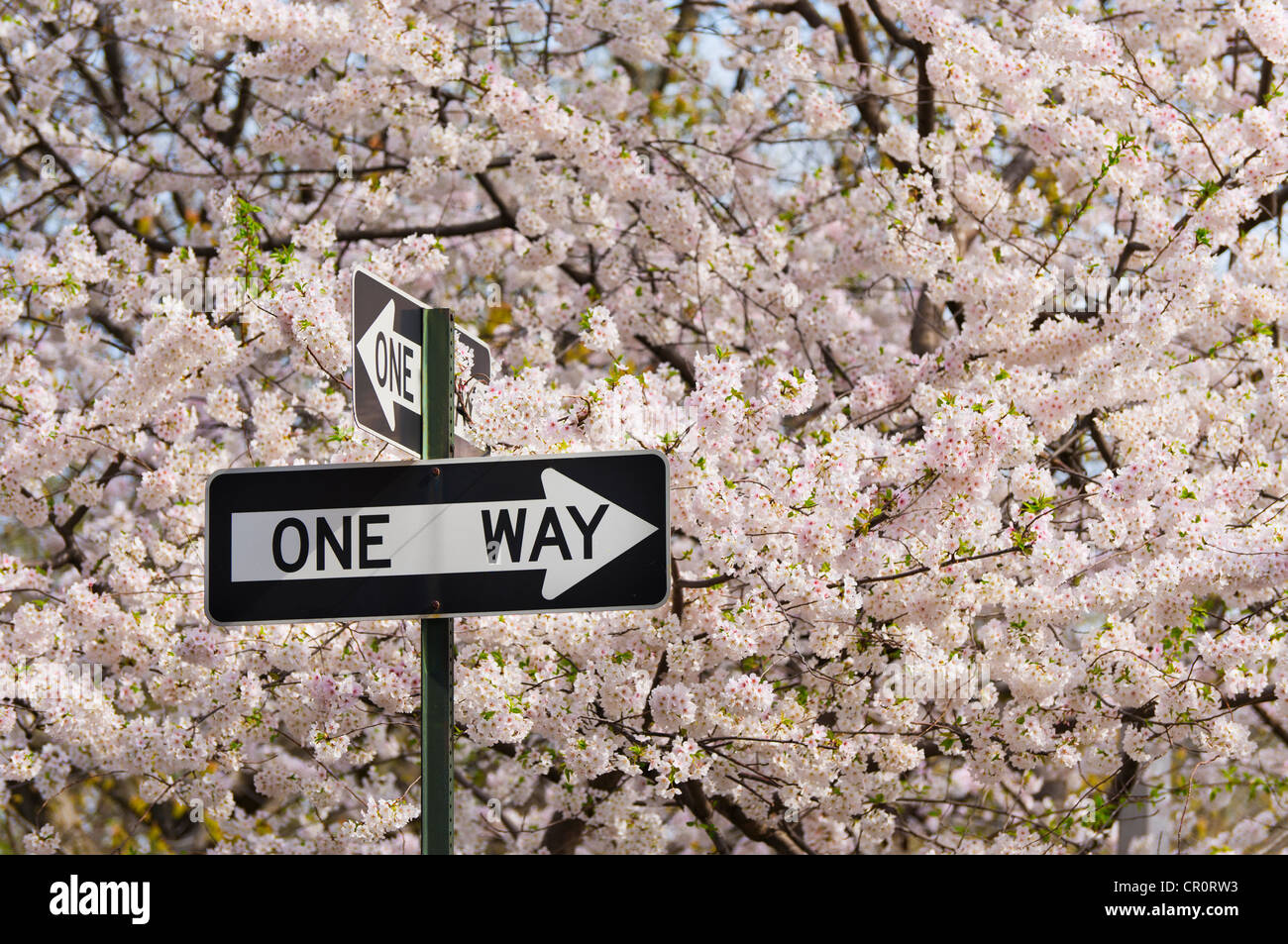 USA, New York, New York City, One way Zeichen unter Kirschbäume in Blüte Stockfoto