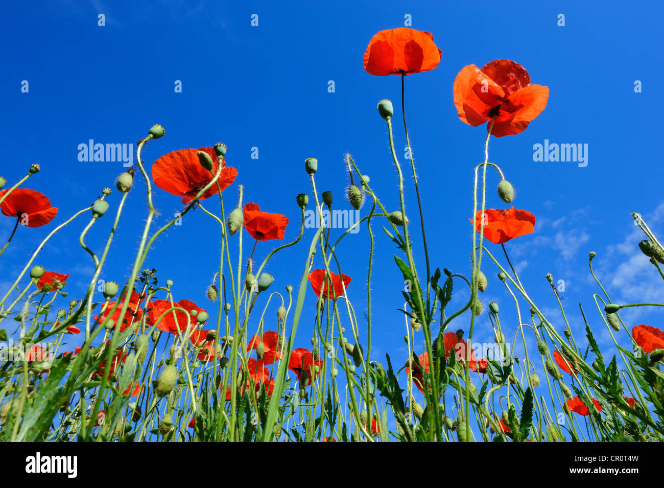 Mohn (Papaver Rhoeas), Mohn-Feld in der Nähe von Weilheim, Upper Bavaria, Bayern, Deutschland, Europa Stockfoto