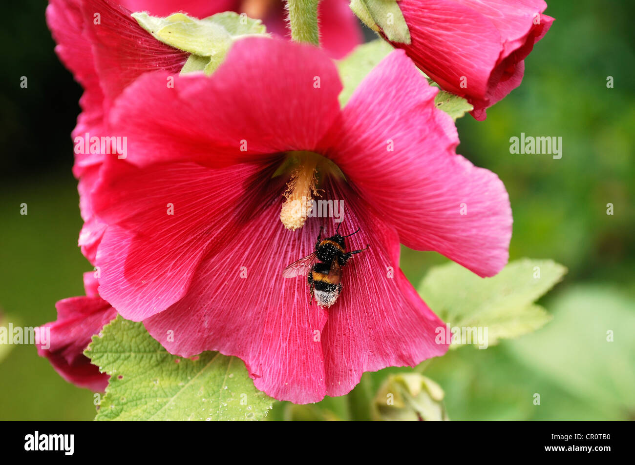 Hummel (Bombus) abgedeckt, in Pollen auf eine Hollyhook (Alcea Rosea) Stockfoto