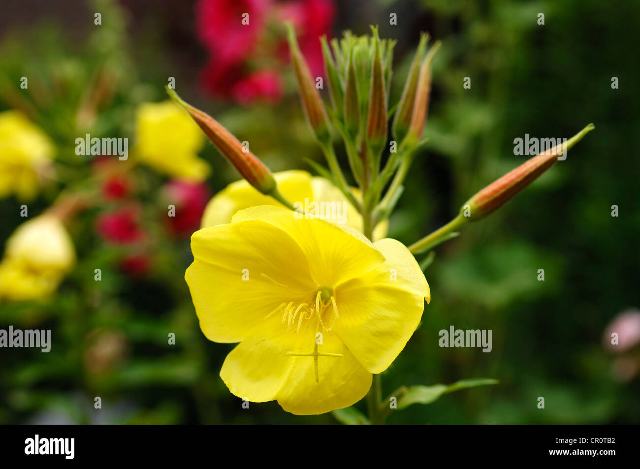 Gelbe Nachtkerze (Oenothera) mit Knospen Stockfoto