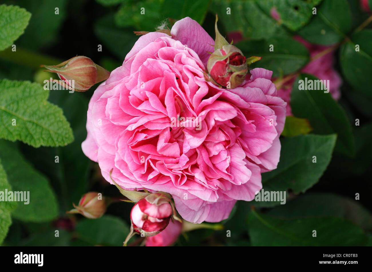 Rosa Blüte und Knospen, Rose (Rosa) Stockfoto