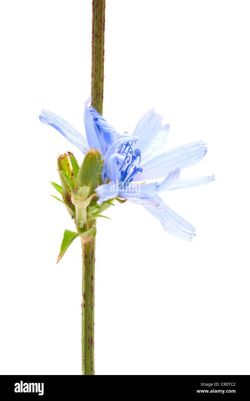 Gemeinsamen Chicorée (Cichorium Intybus), Heilpflanze Stockfoto