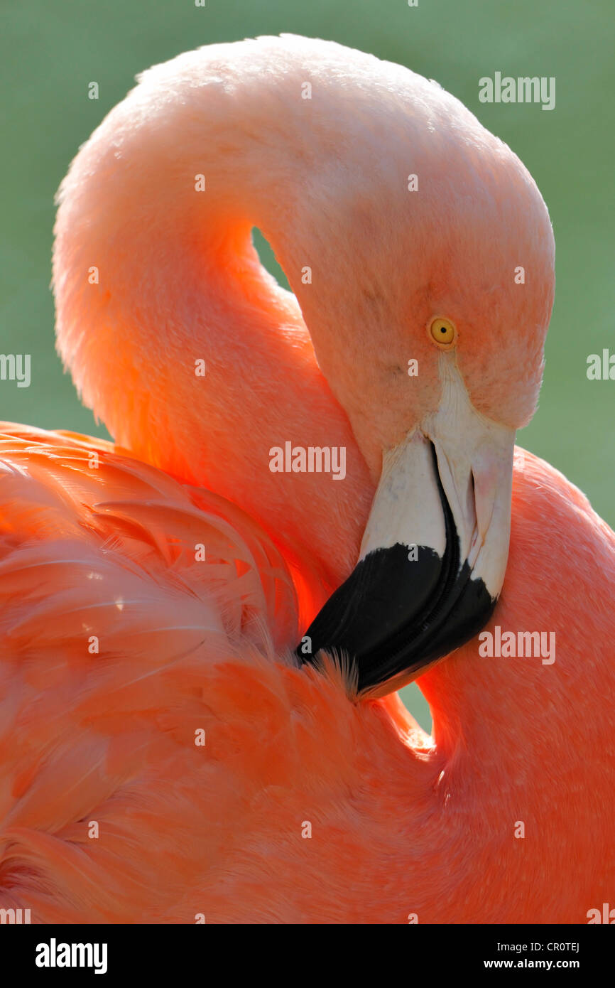 Chilenische Flamingo (Phoenicopterus Chilensis), putzen Stockfoto