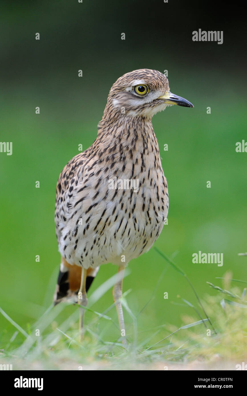 Stein-Brachvogel oder eurasische Stein-Brachvogel (Burhinus Oedicnemus) Stockfoto