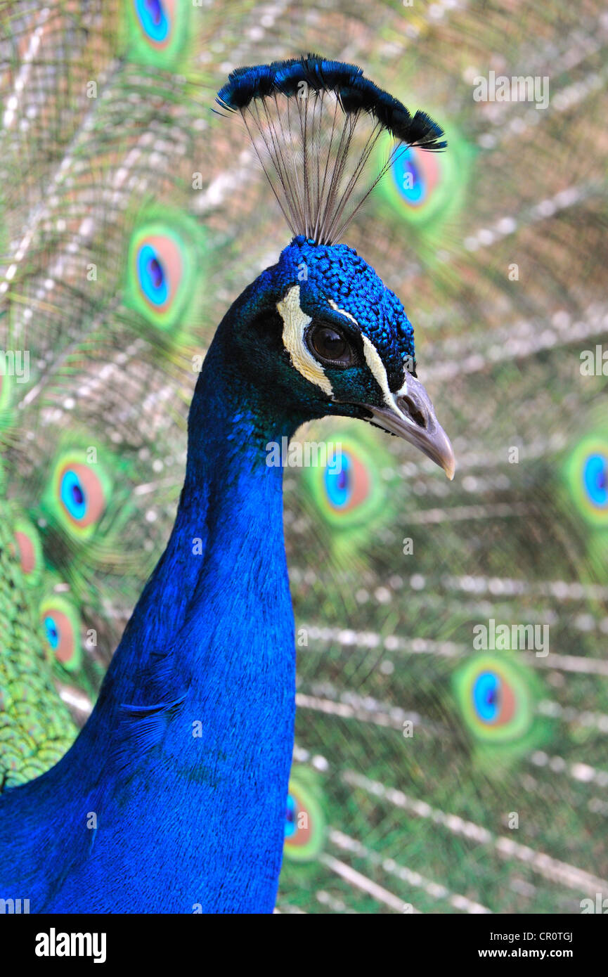 Indischen Pfauen (Pavo Cristatus), Männchen Stockfoto