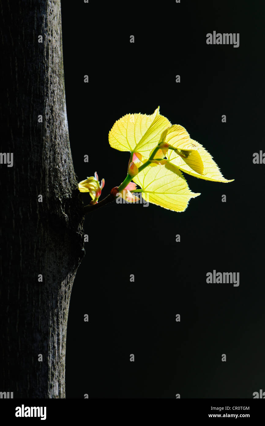 Blätter einer breitblättrigen Linde (Tilia Platyphyllos) Stockfoto