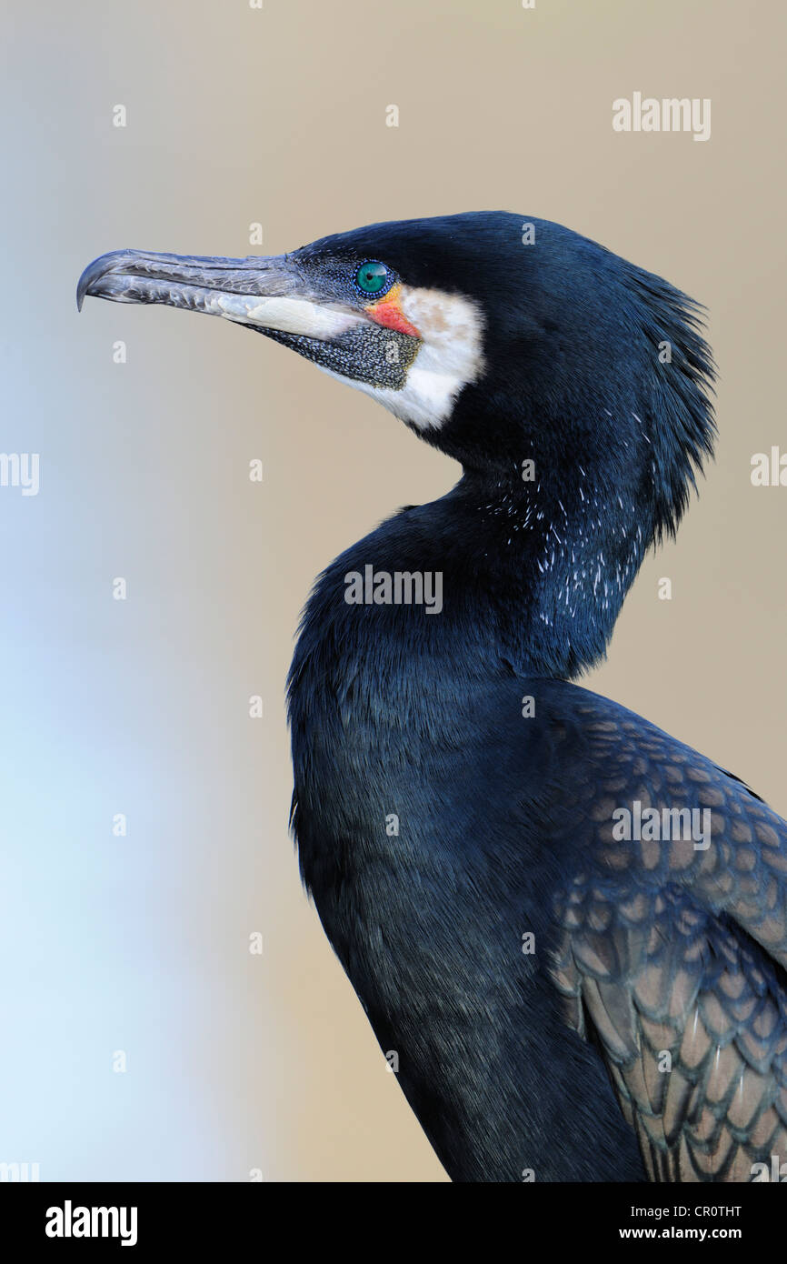 Kormoran (Phalacrocorax Carbo) Stockfoto