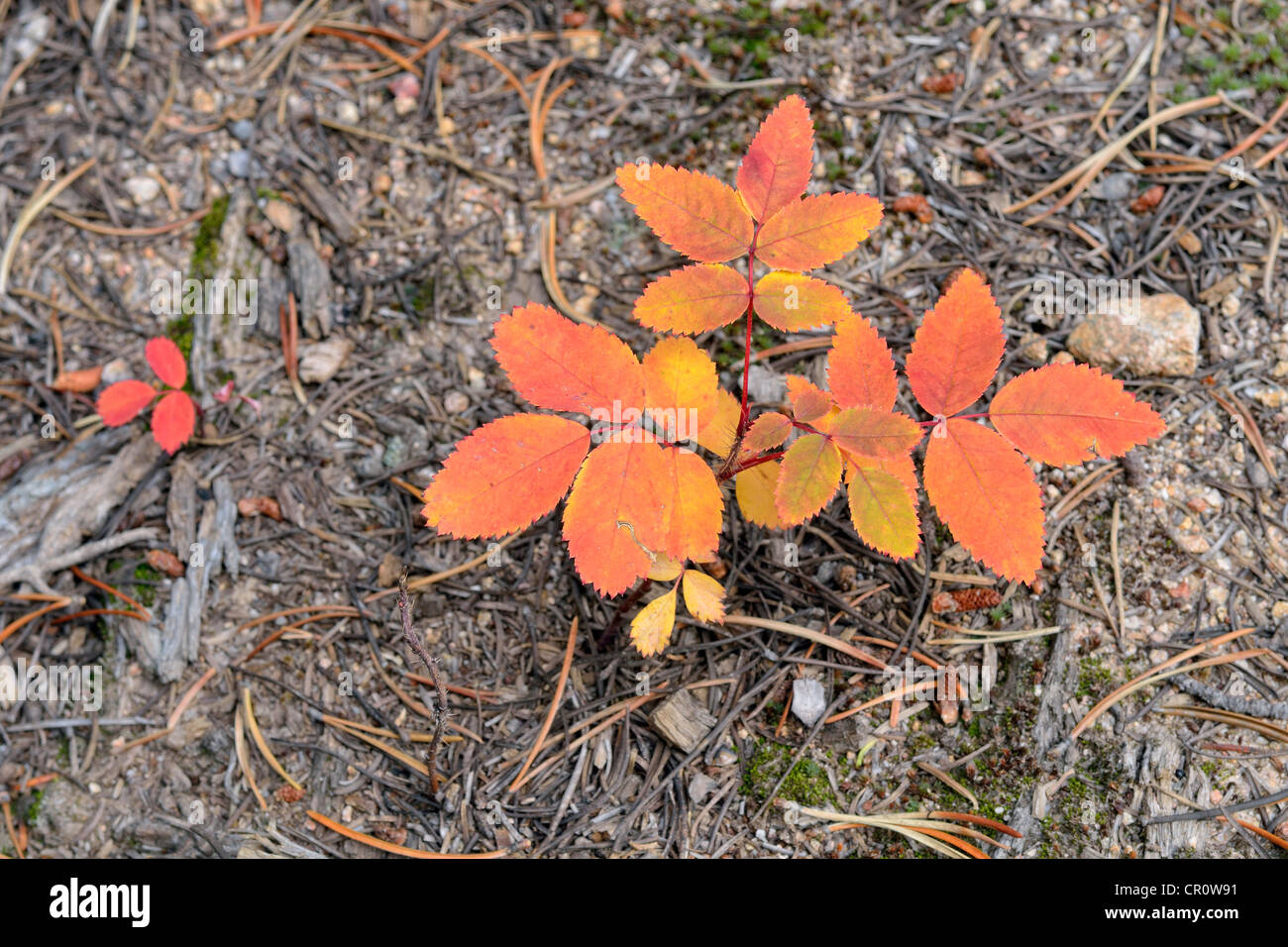 Brombeere (Rubus SP.) in Herbstfarben, Wanderweg, Eugenia Mine, Rocky Mountain Nationalpark, Colorado, USA schießen Stockfoto