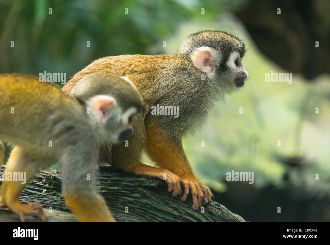 Gemeinsamen Totenkopfaffen (Saimiri Sciureus). Stockfoto