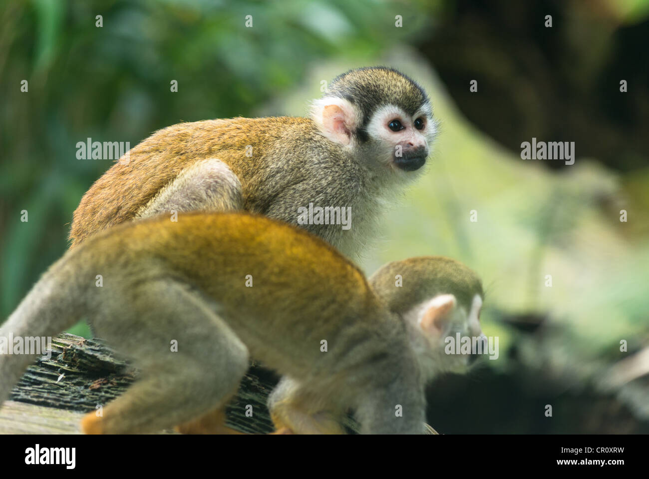 Gemeinsamen Totenkopfaffen (Saimiri Sciureus). Stockfoto