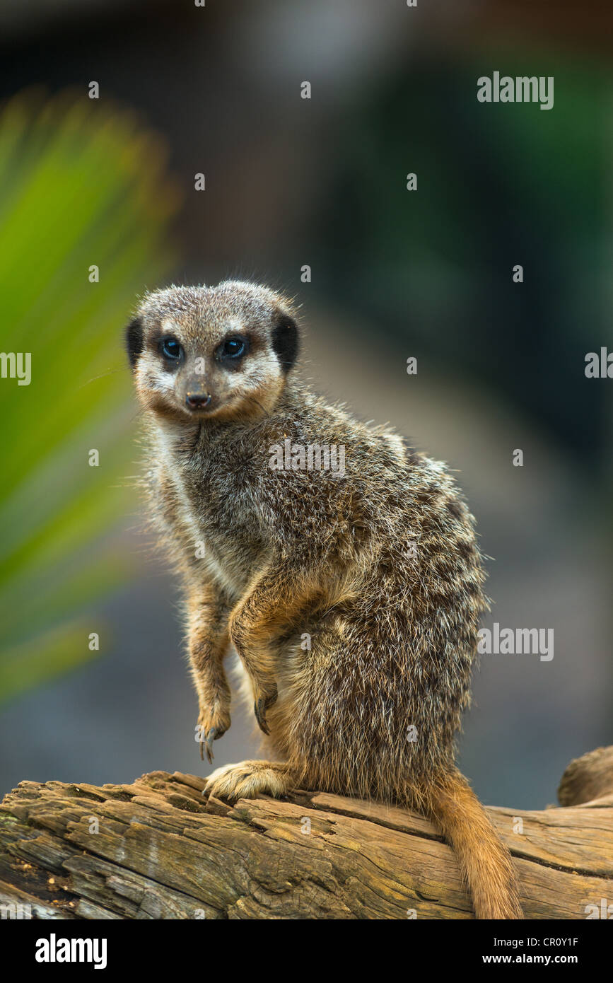 ERDMÄNNCHEN oder SURICATES Suricata suricatta Stockfoto