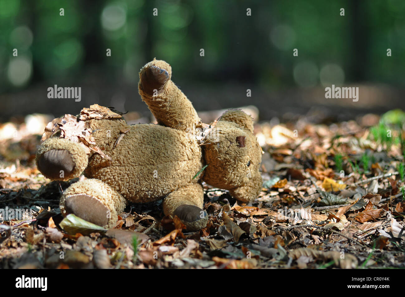Teddy-Bär in den Wald, symbolisches Bild für Kindesmissbrauch, Entführung Stockfoto