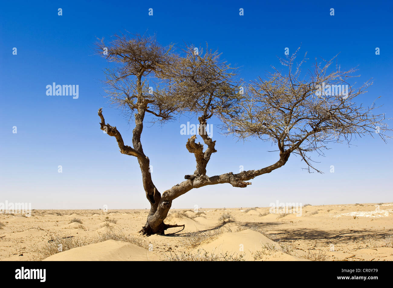 Nouadhibou, Mauretanien Akazien im Sand der Wüste in der Nähe von Nouadhibou Stockfoto