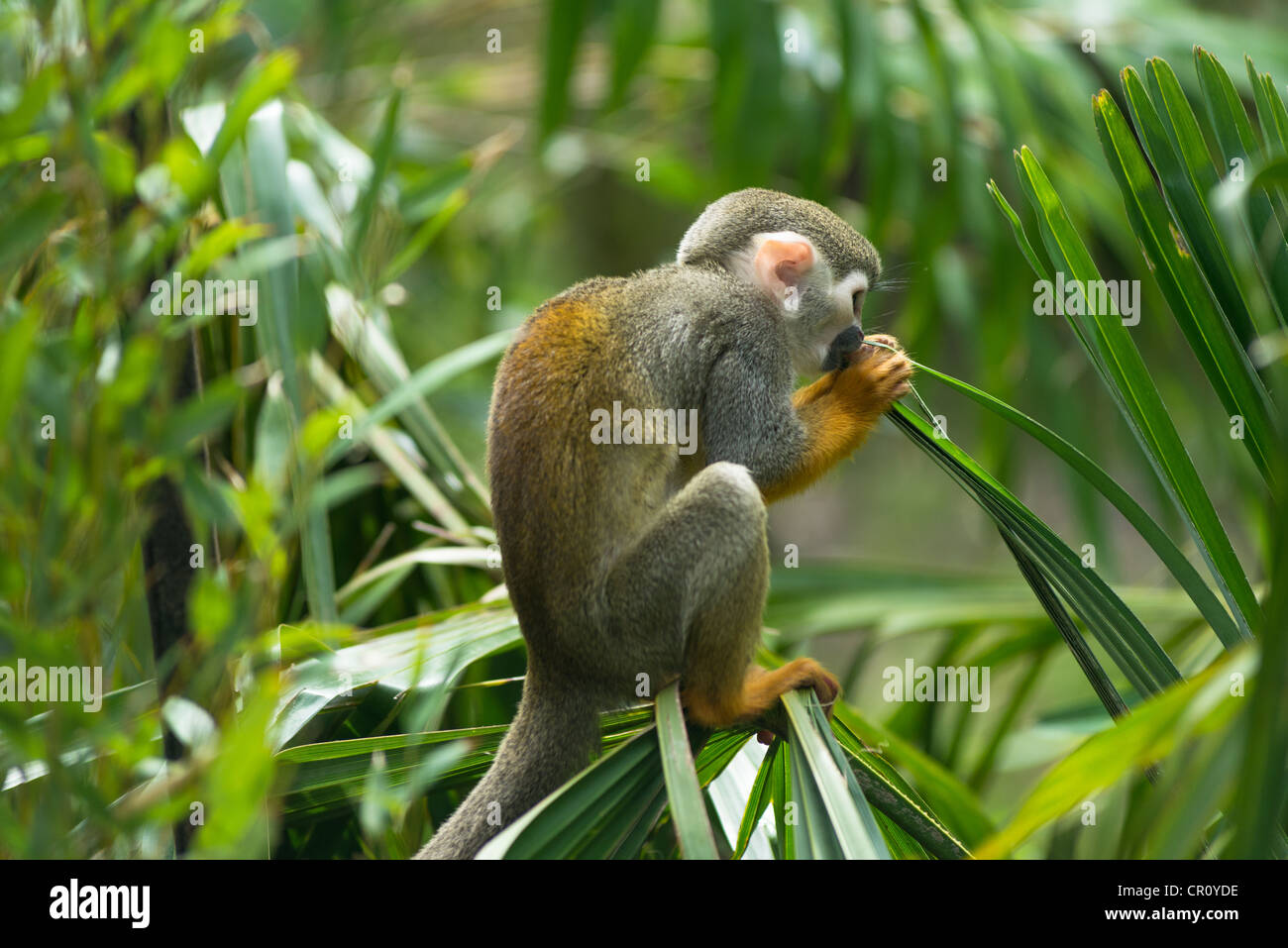 Totenkopfaffen (Saimiri Sciureus). Stockfoto