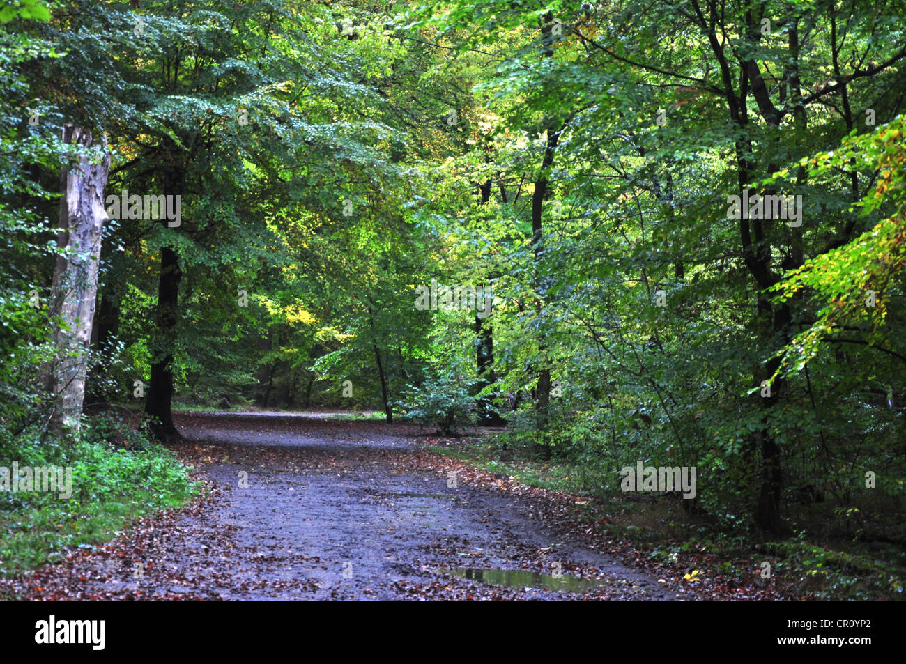 Burnham Beeches, einer Spur oder Fahrt mit Buche Bäume entweder Seite UK Stockfoto