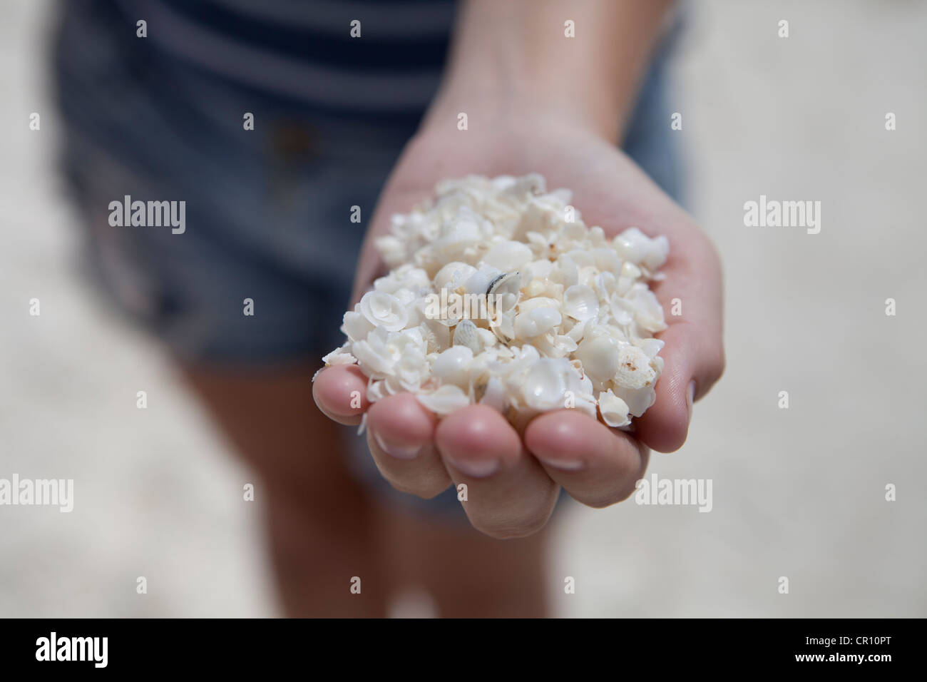 Eine Frau hält eine Handvoll Muscheln am Shell Beach, Shark Bay, Westaustralien Stockfoto