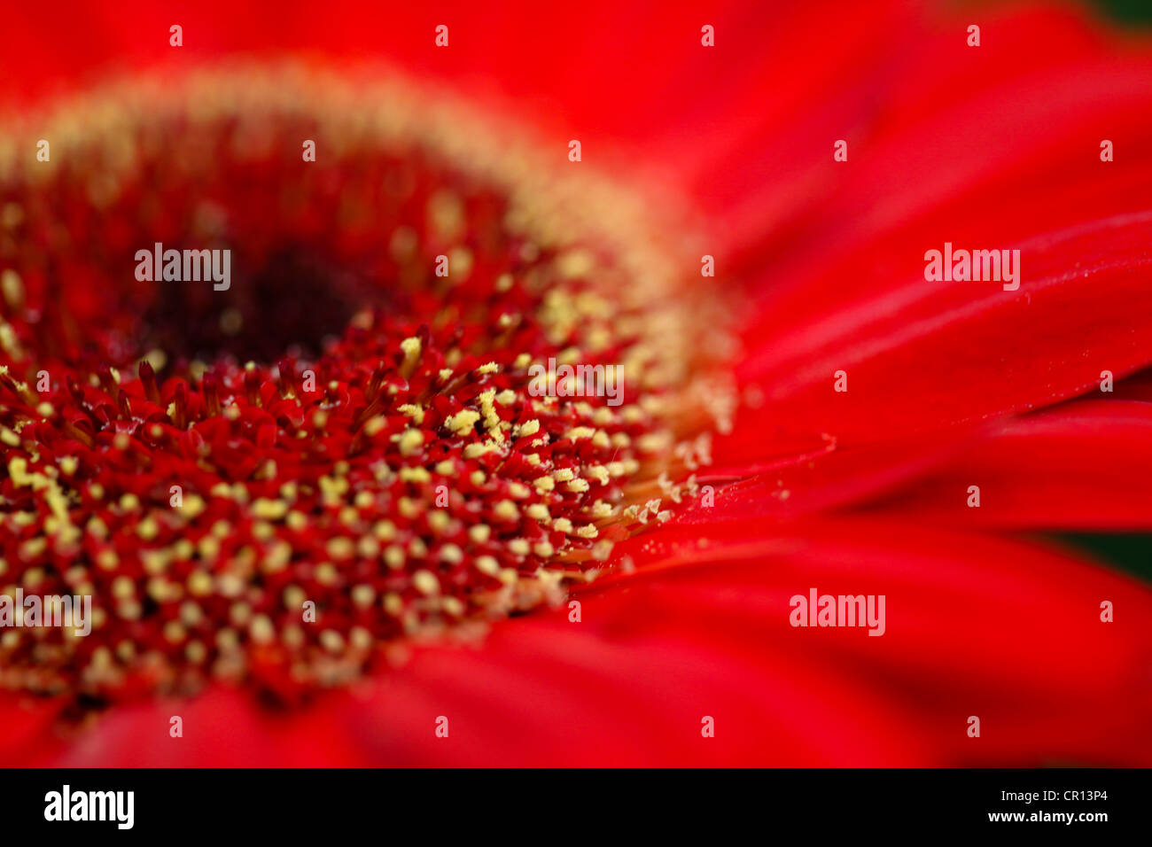 GERBERA DAISY (ROT) MAKROAUFNAHME Stockfoto