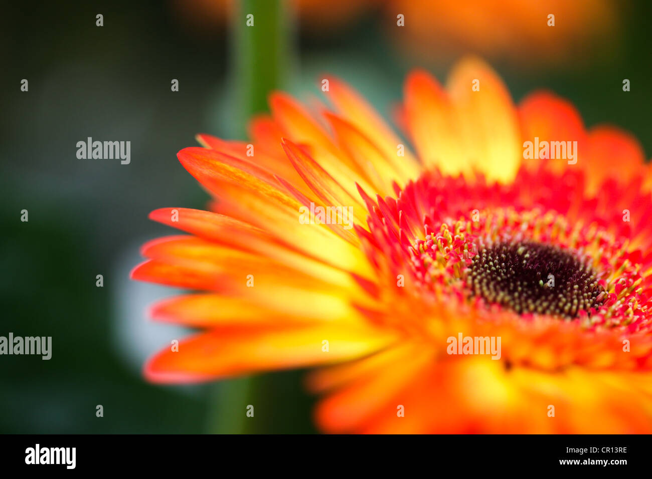 Orange Gerbera Daisy Makroaufnahme in Britische Sommerzeit mit unscharfen Hintergrund. Stockfoto