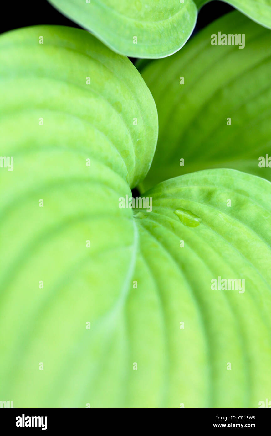 Nahaufnahme des breiten Blatt Hosta Pflanze mit Regentropfen im Sommer. Stockfoto