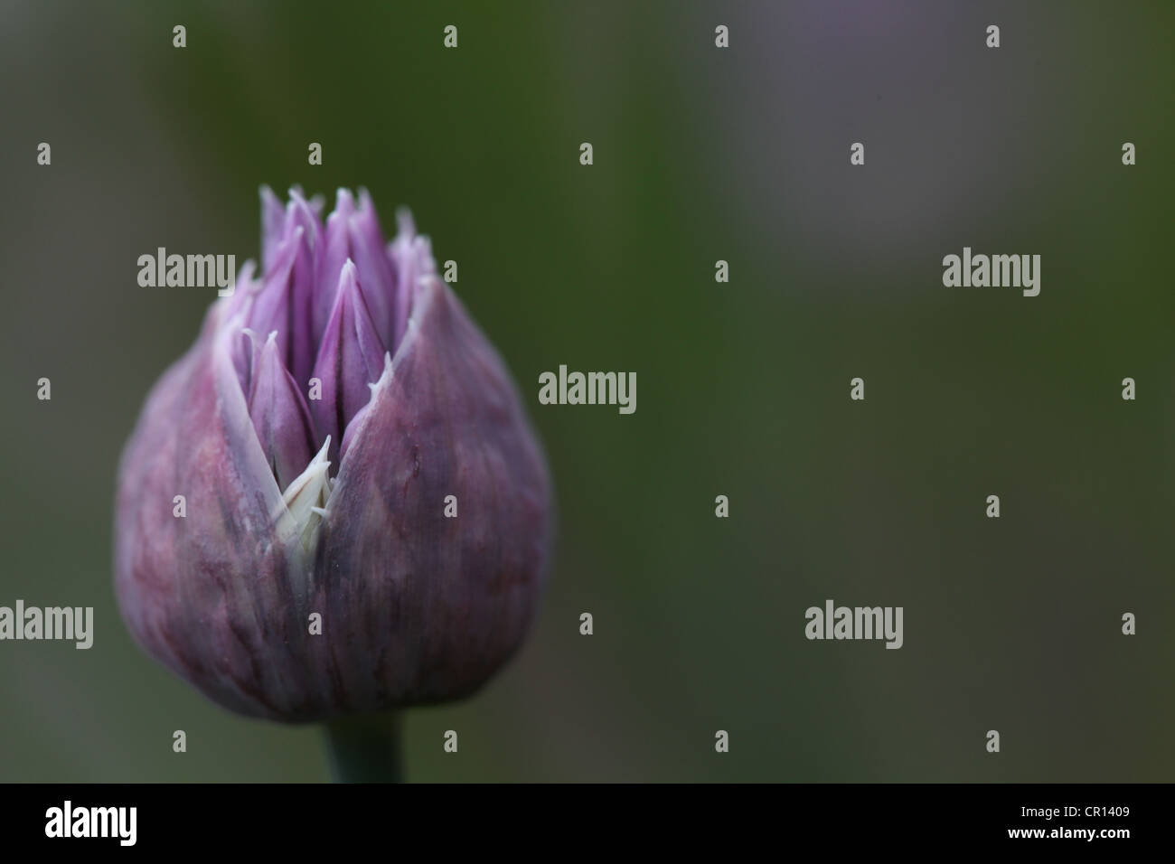 Lila Schnittlauch Blume (Allium Schoenoprasum) im Keim zu ersticken, mit Schwerpunkt natürlichen Hintergrund blühen. Stockfoto