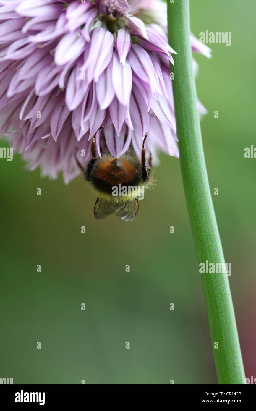 Allium Schoenoprasum - lila Schnittlauch Blume mit frühen Hummel (Bombus Pratorum) und Stamm Stockfoto